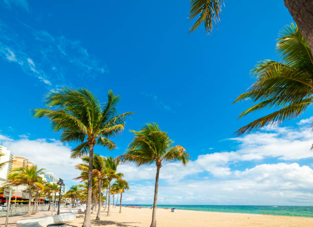 istock Coconut palm trees and white sand in Las Olas Beach 1262425124