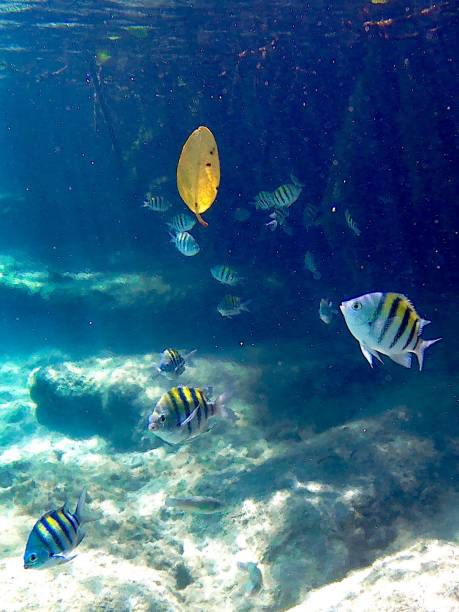 istock Caribbean Fishes and Leaf 1262426191