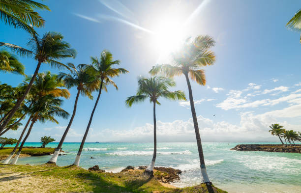 Coconut palm trees and turquoise sea under a shining sun in Bas du Fort beach in Guadeloupe, French west indies. Guadeloupe is an archipelago that is part of the Lesser Antilles in the Caribbean sea