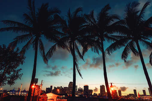 Coconut palm trees and skyscrapers in Miami at night. Southern Florida, USA