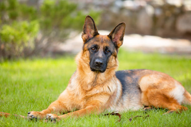 istock German shepherd lying on the grass in the park. 1262429722