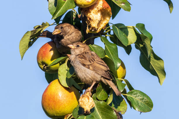istock Two small birds sit on a pear branch and exchange food tenderly. 1262432383