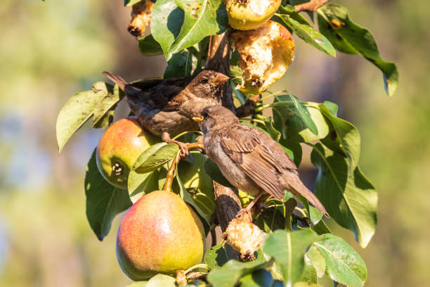 Two small birds sit on a pear branch and exchange food tenderly. Bright fruits and blue sky. City birds.
