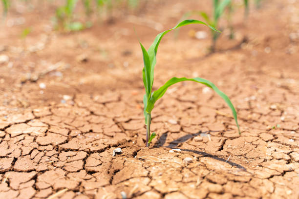 istock Corn crops suffer as drought continues. Corn field with very dry soil. Dry Corn field in the Turkey. Extreme drought in Adana. Agriculture 1262432599