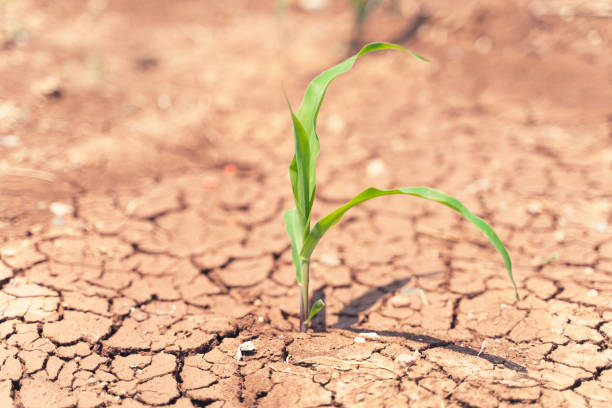 istock Corn crops suffer as drought continues. Corn field with very dry soil. Dry Corn field in the Turkey. Extreme drought in Adana. Agriculture 1262432673