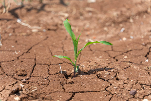 istock Corn crops suffer as drought continues. Corn field with very dry soil. Dry Corn field in the Turkey. Extreme drought in Adana. Agriculture 1262432741