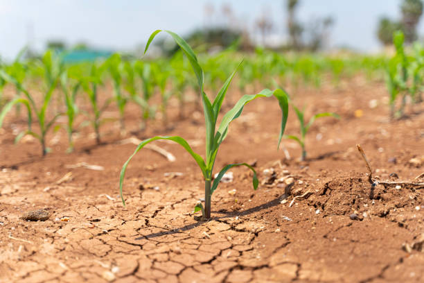 istock Corn crops suffer as drought continues. Corn field with very dry soil. Dry Corn field in the Turkey. Extreme drought in Adana. Agriculture 1262432744