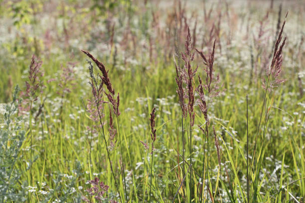 istock Grass in the wind, summer, lawn 1262432764