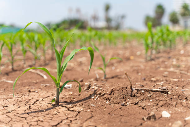Corn crops suffer as drought continues. Corn field with very dry soil. Dry Corn field in the Turkey. Extreme drought in Adana. Agriculture