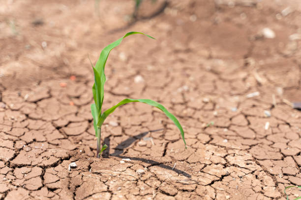 istock Corn crops suffer as drought continues. Corn field with very dry soil. Dry Corn field in the Turkey. Extreme drought in Adana. Agriculture 1262433879