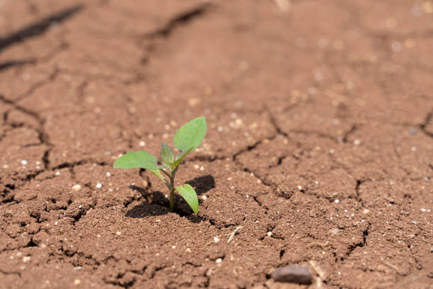 terre fissurée sèche avec la plante luttant pour la vie, la sécheresse, le fond - dried plant photos et images de collection