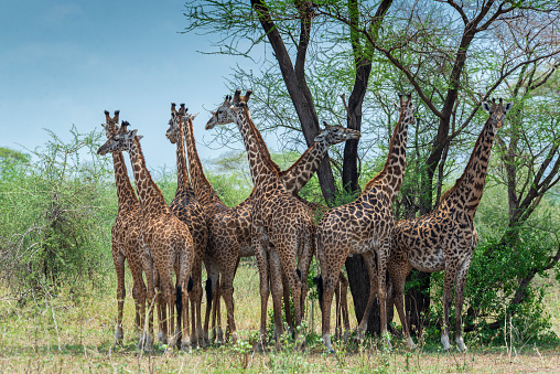 A herd of giraffe gathered in the shade of an acacia tree in Tanzania, East Africa.