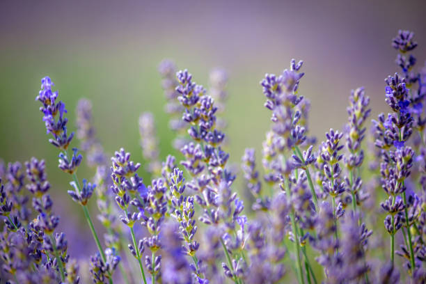 istock Close up lavender flowers soft focus 1262449217