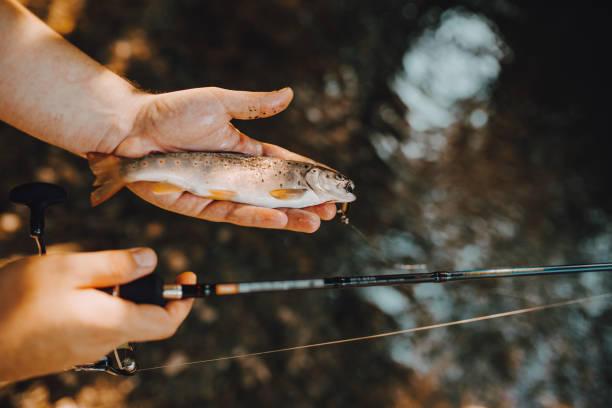 istock Trout fish on the shallow water 1262453104
