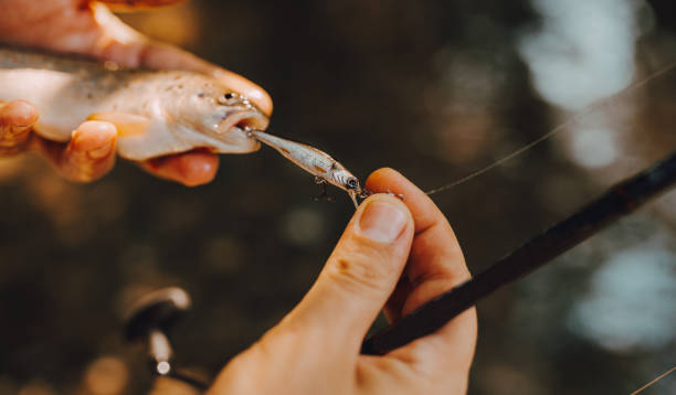 istock Trout fish on the shallow water 1262457356