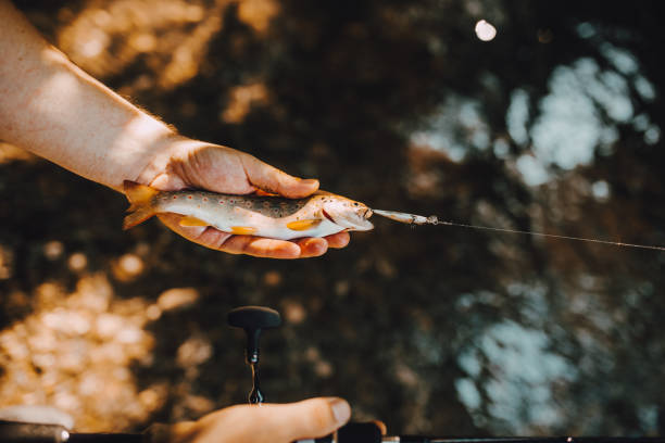 Trout fish on the shallow water