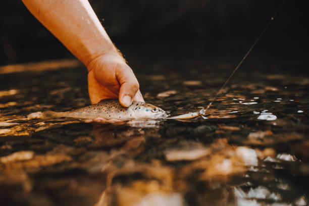 The fisherman catches a fish