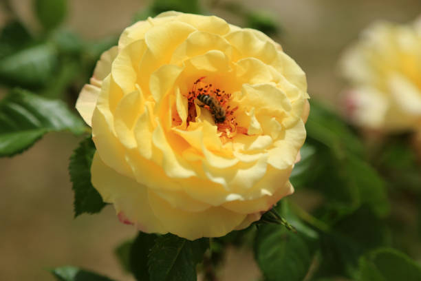 istock beautiful yellow flowers 1262460392
