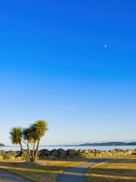 Palm tree on the shore of Sidney BC stock photo