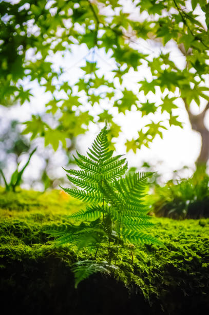 istock Fern on the mossy roof 1262479542