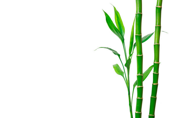 steli e foglie di bambù verde su sfondo bianco. banner con spazio di copia - bamboo stem feng shui isolated foto e immagini stock