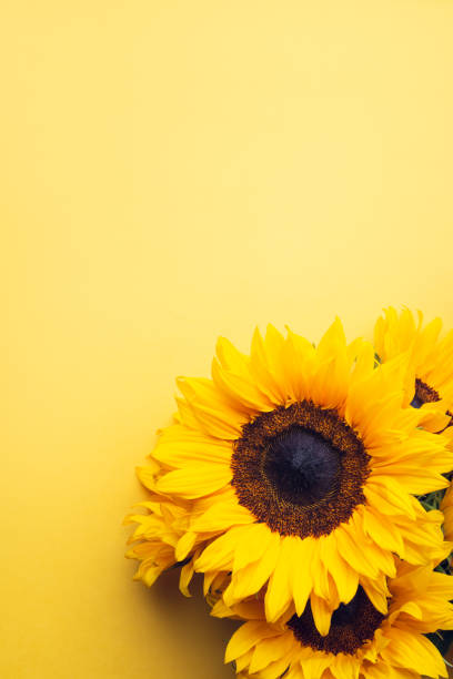 istock Yellow Sunflower Bouquet 1262489201