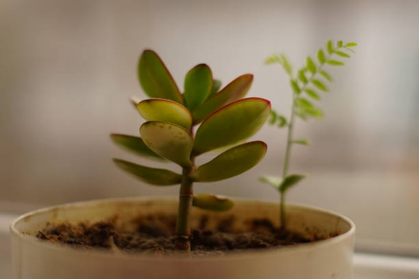 Crassula flower seed grows in a white pot