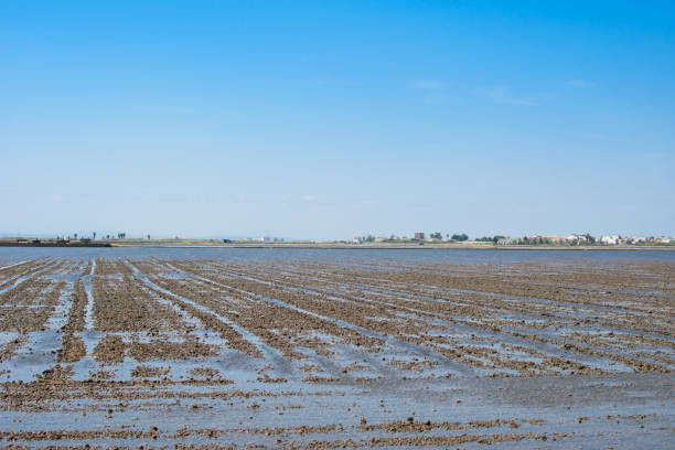 발렌시아 근처 논. - corn crop irrigation equipment agriculture leaf 뉴스 사진 이미지