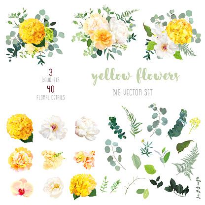 Yellow hydrangea, mustard rose, peony, white iris, orchid, spring garden flowers, eucalyptus, greenery, fern,vector design big set.Wedding summer bouquet collection. Elements are isolated and editable