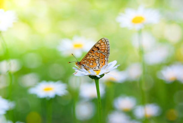 istock Beautiful yellow butterfly on a Daisy flower 1262492084