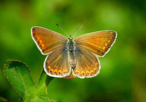 istock Common Blue Butterfly on a flower 1262492156