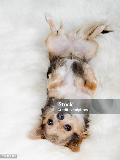 Foto de Chihuahua Cachorrinho Deitado No Tapete Branco Peludos e mais fotos de stock de Cão