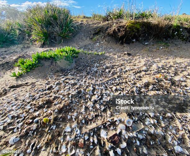 Shell Mideden Aboriginal Shell Midden Stock Photo - Download Image Now - Australia ...