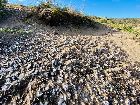 Perth Native Shell Aboriginal Shell Midden Stock Photo - Download Image Now - Australia ...
