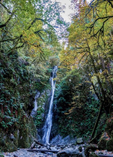 as cataratas do canadá - vancouver green forest ravine - fotografias e filmes do acervo