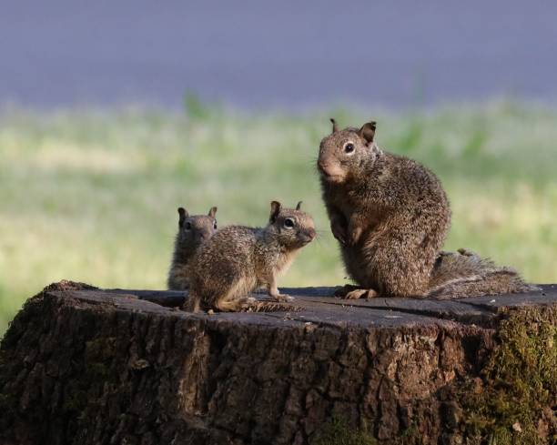Baby Ground Squirrels sit close by their mother stock photo