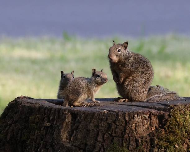 Baby Ground Squirrels sit close by their mother Two little California Ground squirrels sit close to their mother. The family sits on the tree stump that hides their burrow from sight. california ground squirrel otospermophilus beecheyi stock pictures, royalty-free photos & images
