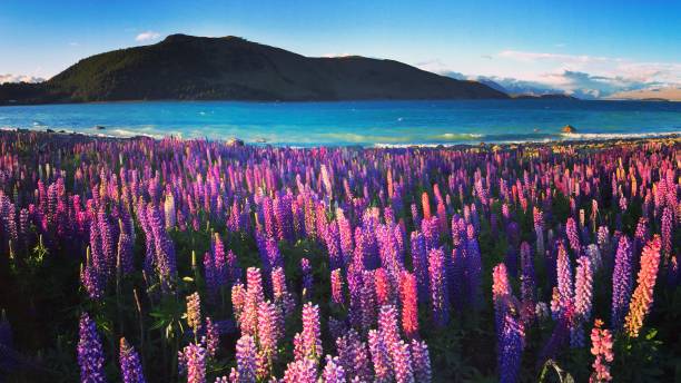 istock Lupine follows in Tekapo 1262527380