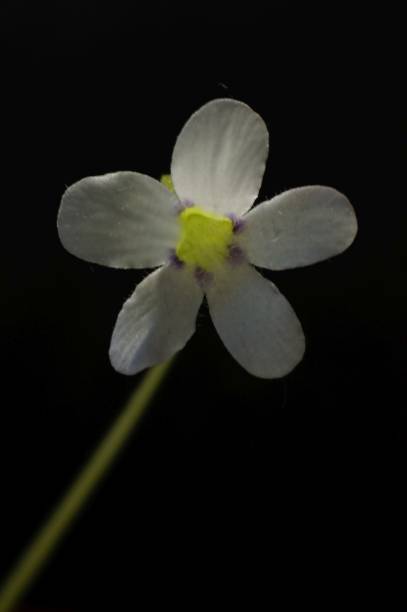 istock Dark flower with white petals - background for the text. 1262527419
