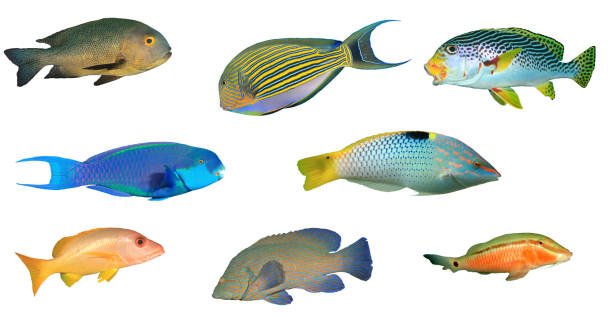 Reef fish isolated on white background Variety of tropical saltwater fish from the Indian and Pacific Ocean and Red Sea, cut out on white background humphead wrasse stock pictures, royalty-free photos & images