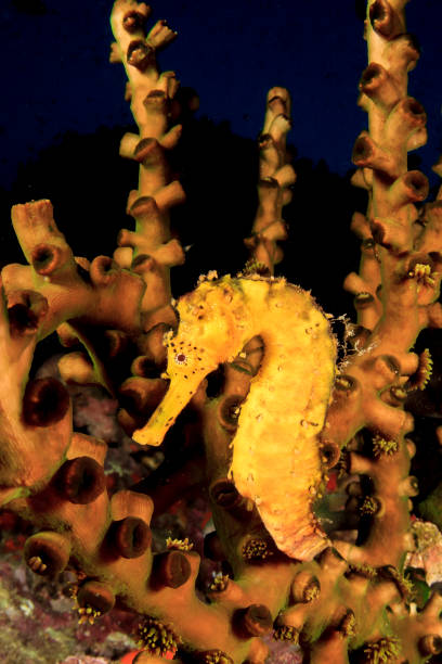 istock Tigertail Seahorse 1262538053