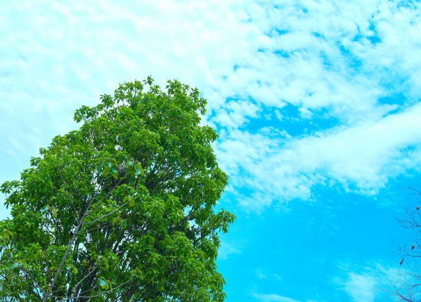 Tree is Looking Beautiful On Clear Blue Sky . The Green Leaves is Attracting Eyes. Environment Going To Cristal Clear For Low Pollution During Carona. Covid 19