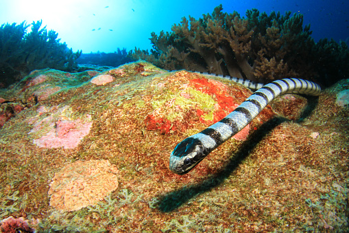 Banded Sea Snake or Krait swimming underwater, hunting on coral reef