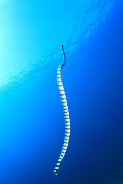istock Banded Sea Snake 1262539626