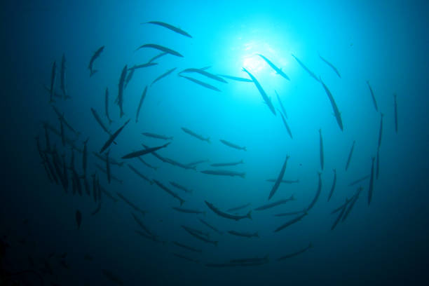 istock Chevron Barracuda fish photo 1262539635