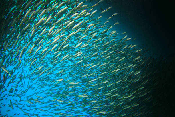 istock Snapper Fish school in ocean above coral reef 1262540140