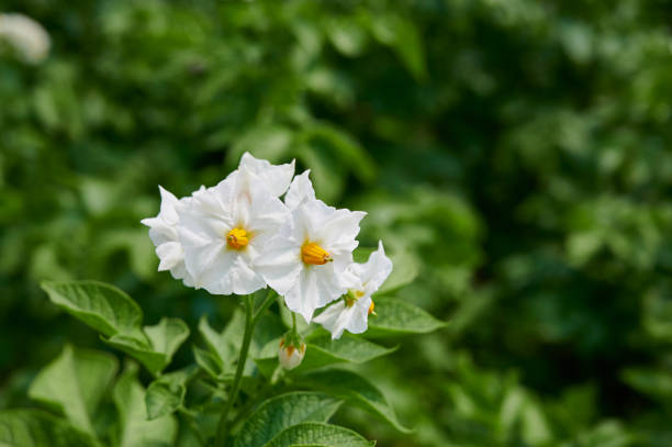 istock Potato flowers close-up on a green background 1262541582