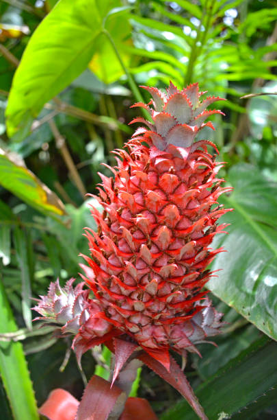 istock Red pineapple (Ananas bracteatus) growing on a tropical bromeliad plant 1262541648