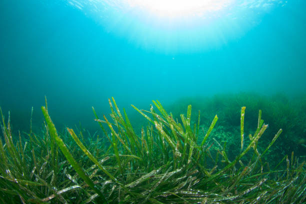 istock Underwater background blue water over green seagrass 1262542166