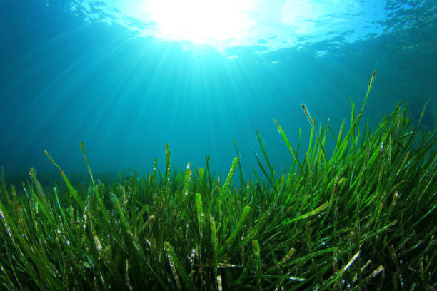 istock Underwater background blue water over green seagrass 1262542172